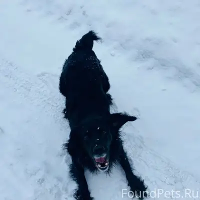 Добрый день! Ищем спаниеля, ма...