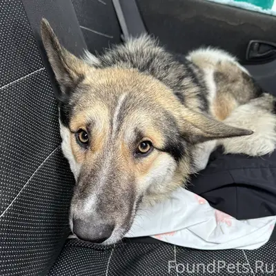 Здравствуйте, найден пес в род...