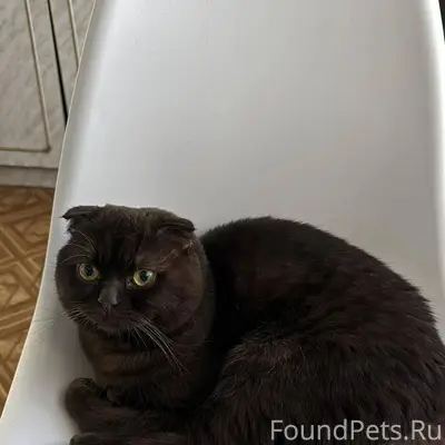 Вешенская, пропал кот, возраст...