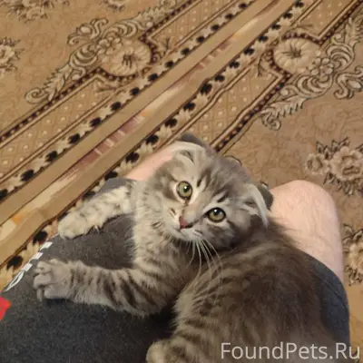 Добрый день, пропал котенок, п...