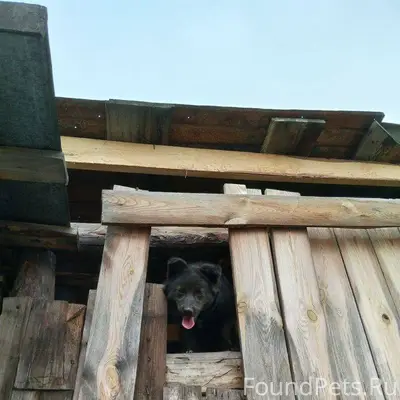 #потерялось_животное_Шадринск ...