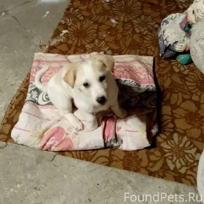 Сегодня 12.01 утром найден щен...