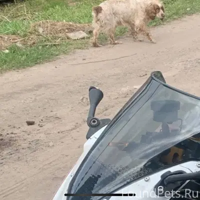 Пропала собака (С Субботы на В...