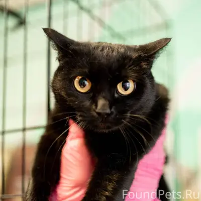 Черника, до 5 лет. 🐾 История.....