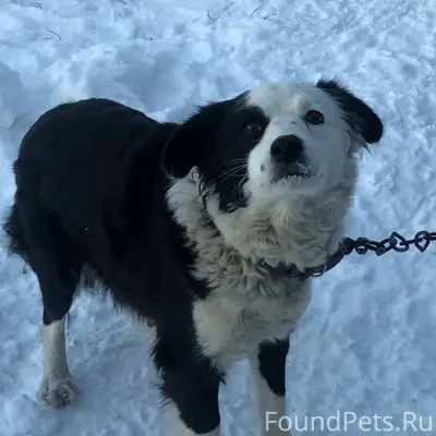 SOS‼️ спасите Бусинку🙏🙏🙏 небла...