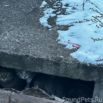 Комсомольский Уже несколько ме...