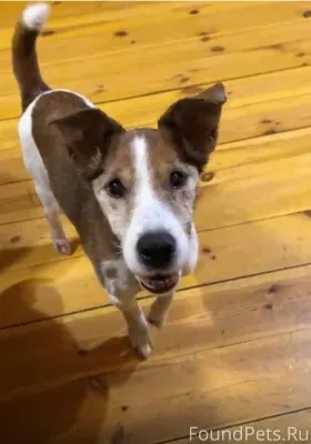 🆘 ПОТЕРЯЛАСЬ собака! Кобель! П...