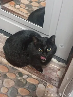 Найден кот , у дома полярная 9...