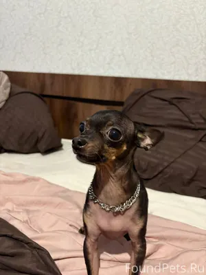 Найдена собака возле Спара на ...