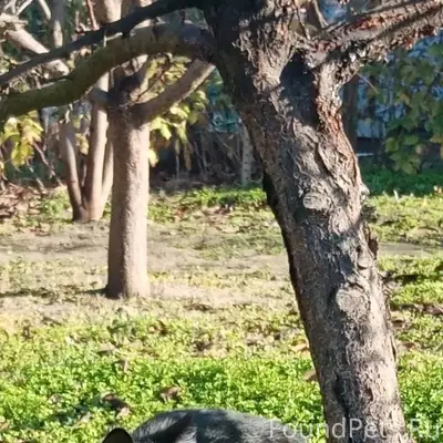 ‼️Пропал наш кот. Кличка Черчи...