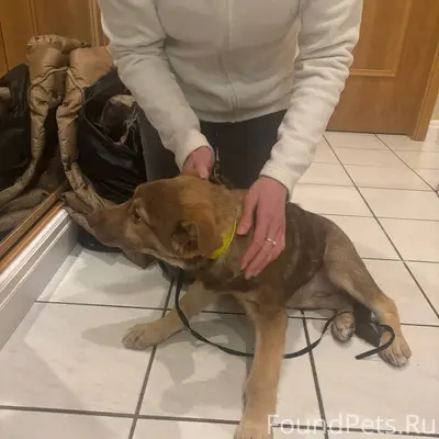 Ищу хозяина. В районе 7 кварта...