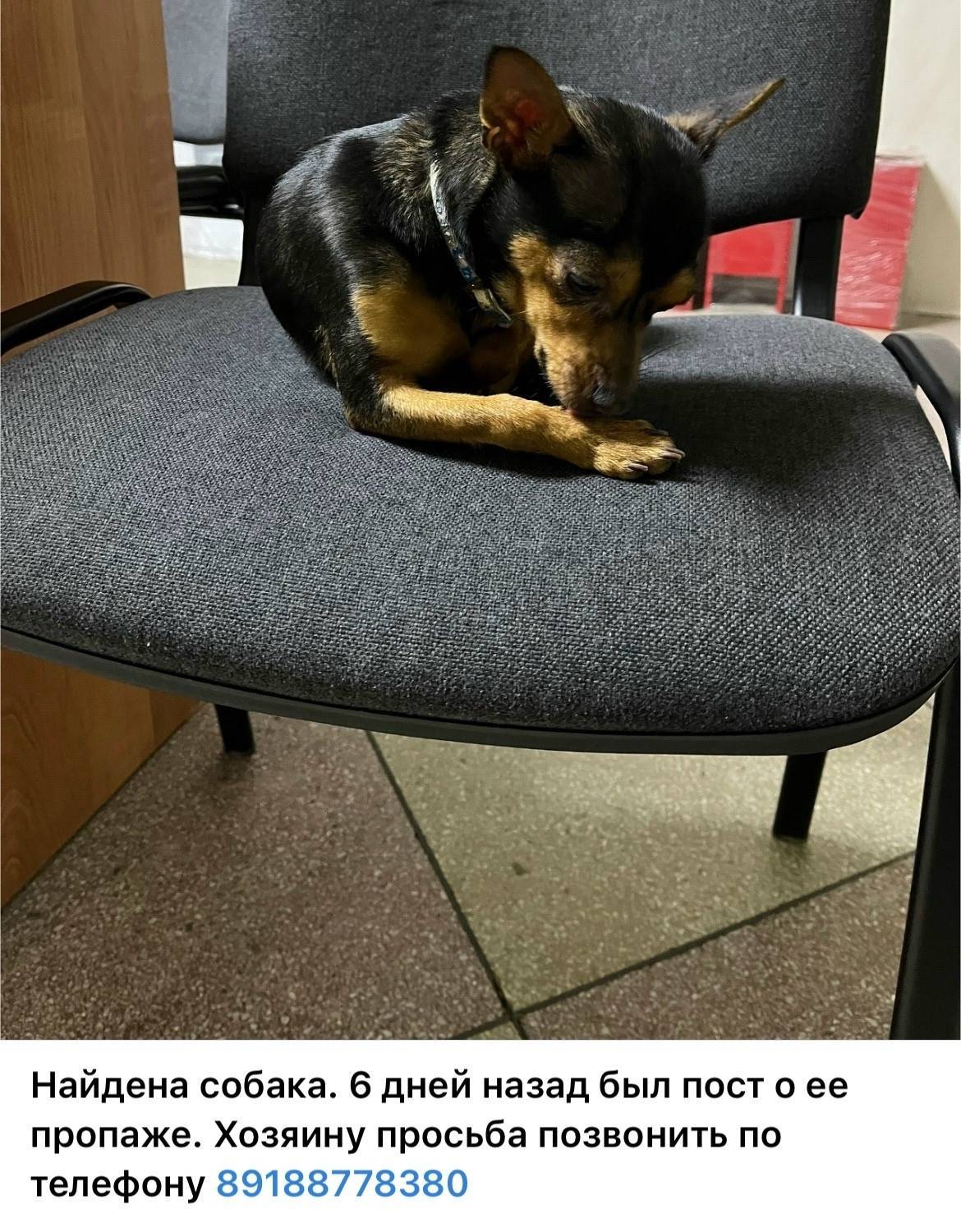 Найдена собака. Хозяину просьб...