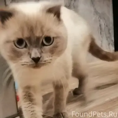 Пропал кот в районе козловки. ...