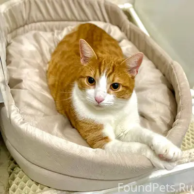 Пропал кот, в районе ул.Белова...