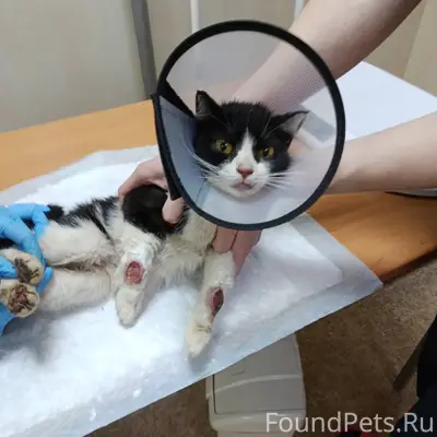 Сегодня найдена кошка. Район Л...