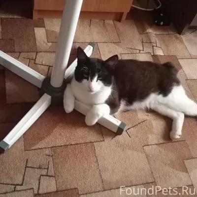 Пропал кот, в районе Косоротов...