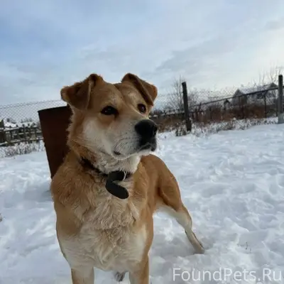 🆘🆘Помогите найти собаку 🆘🆘🆘Сте...