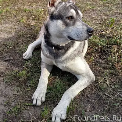 Пропала собака, отзывается на ...