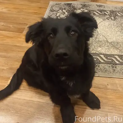 Пропала собака, мальчик, в рай...