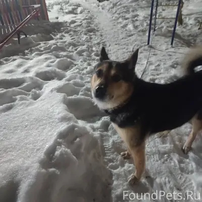 Найден пес, кобель, на длинной...