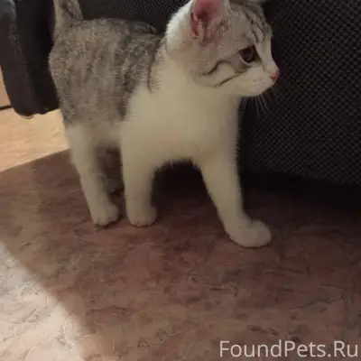 Найден кот , на Кирова 7 , хоз...