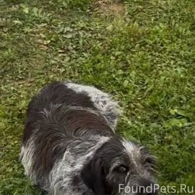 ПОМОГИТЕ НАЙТИ‼️😭 ПРОПАЛА СОБА...