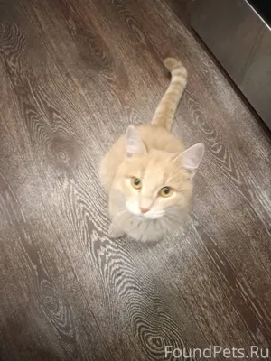 Найден молодой кот около дома ...