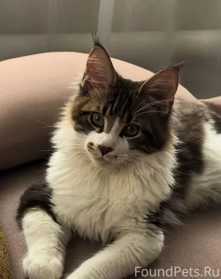 Пропал кот (Мейн-кун), отзывае...