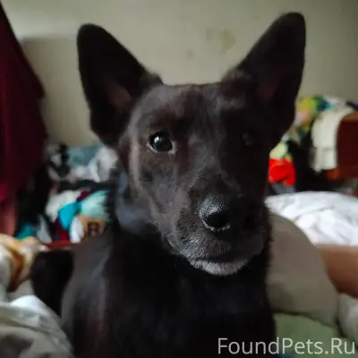 ❗❗❗Внимание!❗❗❗ Пропала собака...