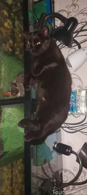 В станице Раевской в районе ул...