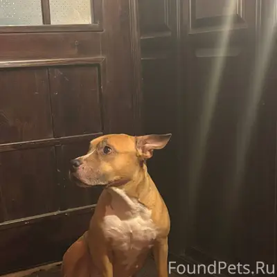 Здравствуйте! Нашлась собака в...