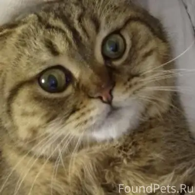 Жители улиц Победа, Новоселов,...