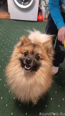 10 января найдена собака! Ищем...