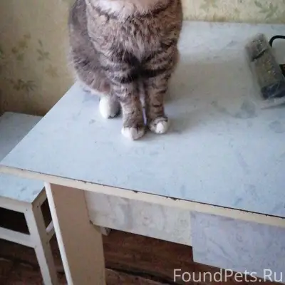 Здравствуйте! Пропал кот, клич...