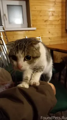 Пропал кот в районе Дубовского...