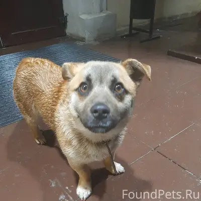 Пропал щенок если кто видел по...