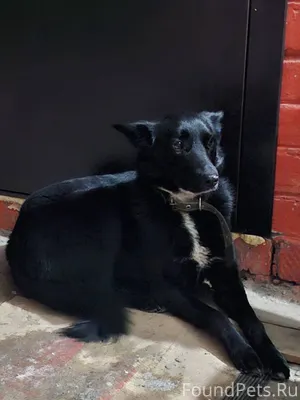 Друзья! Помогите найти хозяина...