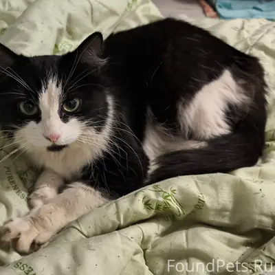 Найдена кошка на улице Волгогр...