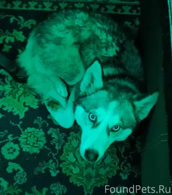 Найдена собака с ошейником на ...