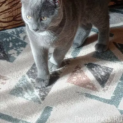 Пропал кот кличка Федя в 5...