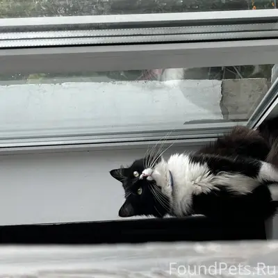 Пропал кот,в Ерёмино