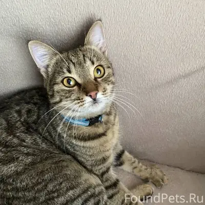 Пропал кот Тимоша