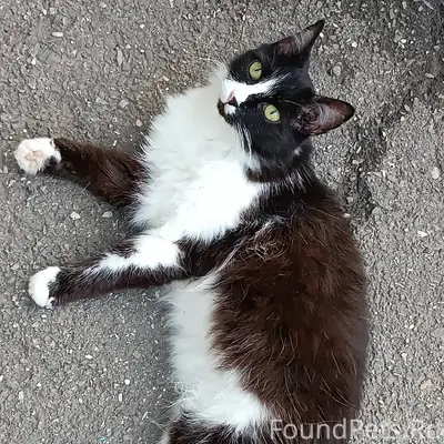 Пропала кошка примерно 26 дека...