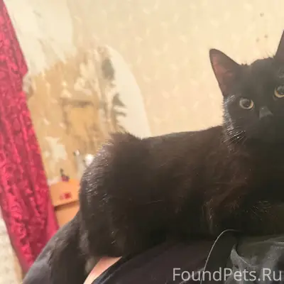 Пропал кот по кличке Яша 11...