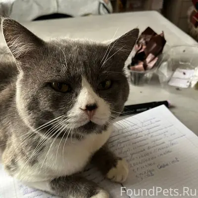 ❗️пропал кот❗️пропал кот в рай...