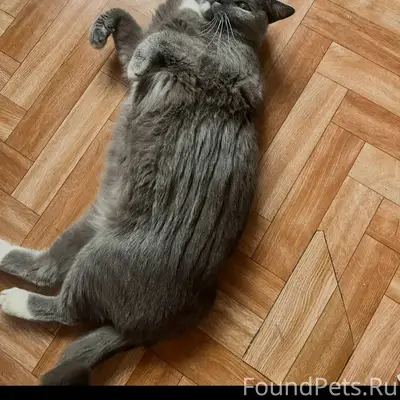 #ПропалаКошка@poterashkamag Ад...