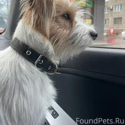 ❗️пропала собака по кличке Тош...