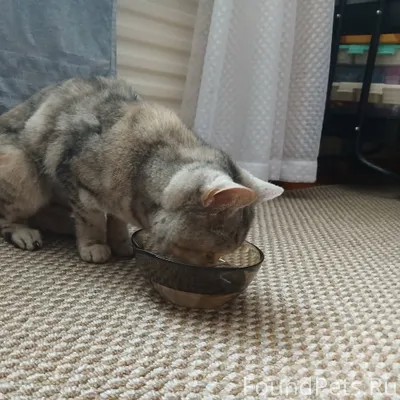 Найдена кот-кошка в районе ул....