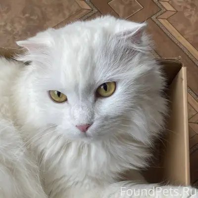 ‼️ ПРОПАЛА КОШКА ‼️ Пожалуйста...