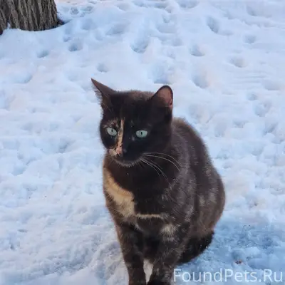 🆘 ПРОПАЛА КОШКА ЖАКЛИН (ШОКОЛА...